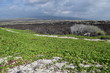 back lava and green ground vegetation covering the sand  at Makalawena beach, Kailua-Kona, Big Island, Hawaii
