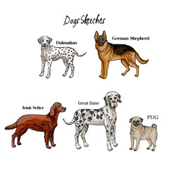 Hand drawn dogs sketches