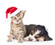 Tabby kitten  in red santa hat sitting with sleeping basset hound puppy. isolated on white background