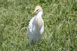Cattle egret in green grass