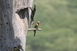 White-fronted bee-eater perched on a dead tree
