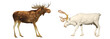 Moose and deer on a white background