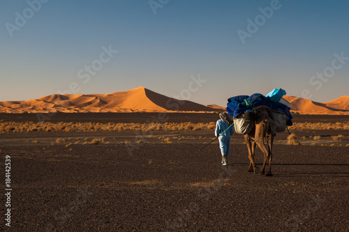 Fotografia, Obraz Chamelier marchant dans le désert du Sahara