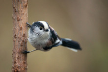 Long-tailed Tit (Aegithalos Caudatus) Sitting On A Branch