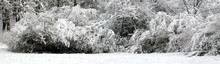 Panoramic Winter Landscape With Bush Covered With Snow