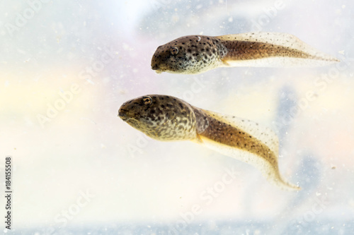Valokuva Tadpole American bullfrog that was swimming.