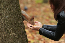 Woman Feeds Red Squirrel With Walnuts In Autumn Park