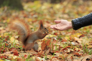 Wall Mural - Red squirrel hand-feed in autumn park with a walnut in it's paws and woman's palm