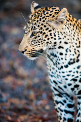 Poster - Young male leopard