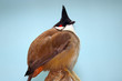 Round puffed up red-whiskered bulbul (pycnonotus jocosus) with a funny crest perching on a tree in front of a blue sky