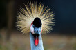 head in frontal view with a radial crest of a black crowned crane (balearica pavonina) shining in the bright sun