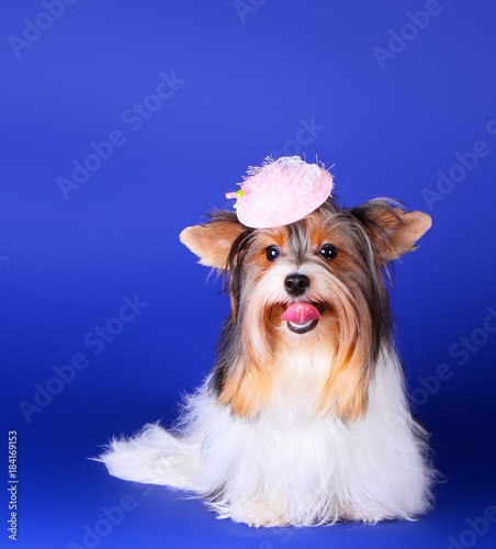 Beaver Yorkshire Terrier In A Pink Decorative Hat On The Head