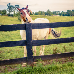 Poster - Horse of a farm