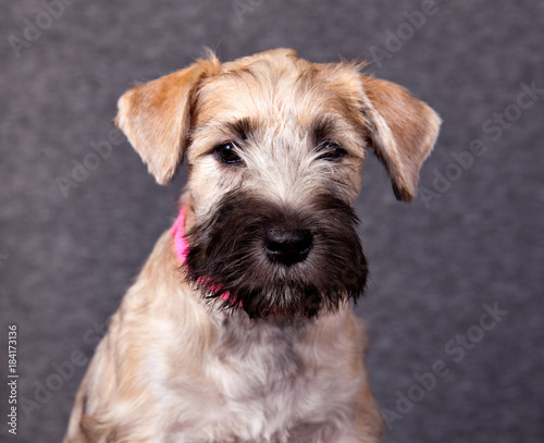 grey wheaten terrier