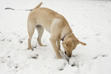 Fototapeta Psy - Labrador pup speelt in de sneeuw.