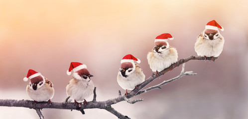 Wall Mural - five cute little birdies sitting in a fun Christmas hats on a branch in winter, Sunny garden