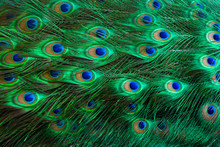 Peacock Feathers Green Dot Pattern Blue Background