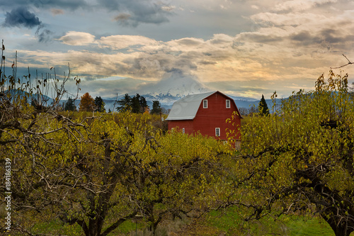 Red Barn at Pear Orchard in Hood River Oregon USA America Plakát