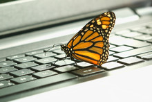 Monarch Butterfly On The Pc  Keyboard Ecological Energy Concept