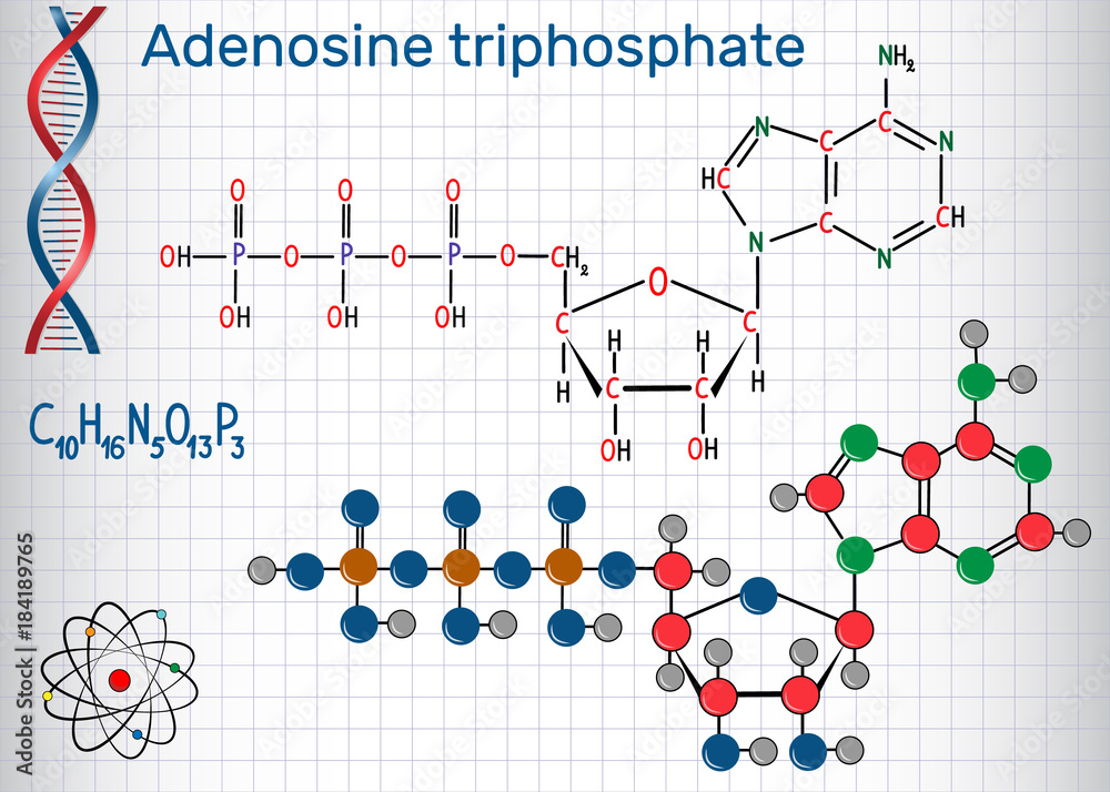 Adenosine triphosphate (ATP) molecule , is intracellular energy ...