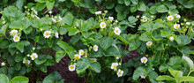 Strawberry Plant. Blossoming  Of  Strawberry.  Stawberry Bushes.  Strawberries In Growth At Garden.