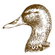 engraving illustration of mullard duck head