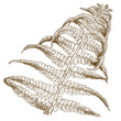 engraving illustration of fern
