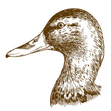 Engraving Illustration Of Mullard Duck Head
