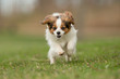 © Mikkel Bigandt - Cavalier King Charles Spaniel dog