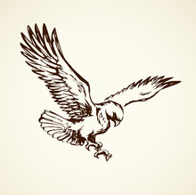 Eagle. Vector Drawing
