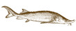 engraving illustration of sturgeon fish