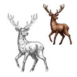 Deer, reindeer or elk sketch of wild mammal animal