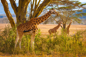 Wall Mural - Africa. National Parks of Africa. Travels to Africa by car. Kenya. Giraffes in the meadow.