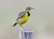 Eastern Meadowlark Free Stock Photo - Public Domain Pictures