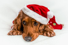 Christmas Dog In Red Christmas Santa Hat Lying On White Blanket