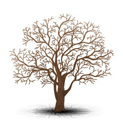 Wall Mural - detached tree without leaves with shadow