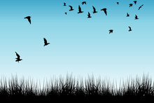Field Of Grass And Silhouettes Of Flying Birds