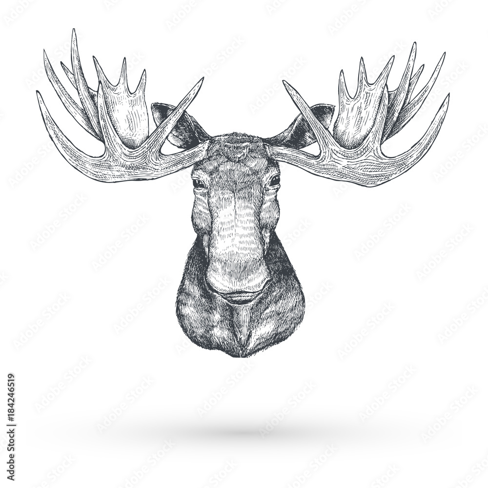 Hand drawn Moose head, Vector Stock Vector | Adobe Stock