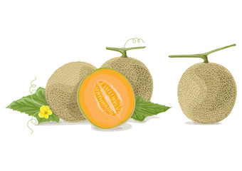 Cantaloupe melon slices AI