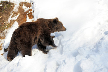 Wall Mural - Bear in winter time