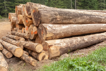 grumes de conifères en forêt 