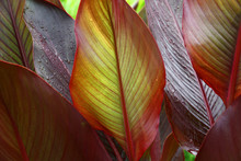 Beautiful Leaves Canna./A Considerable Quantity Of Leaves Of A Canna Create A Picture With A Variety Of Paints And Lines.