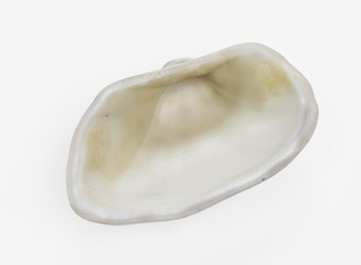 Wall Mural - Realistic 3D Render of Clam