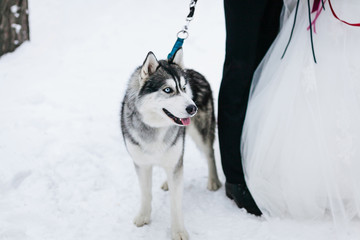 Wall Mural - Adult Siberian Husky Dog next to the bride and groom legs.. Artwork