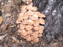 Ringless Honey Mushrooms On An Oak Tree Stump