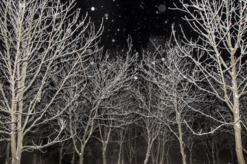 Wall Mural - Trees in forest covered with snow in night with snowfall, dark sky