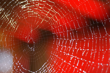 spider web nature drops macro