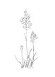 schwarz weiß illustration einer gruppe wilder Gräser