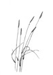 schwarz weiß illustration einer gruppe wilder gräser