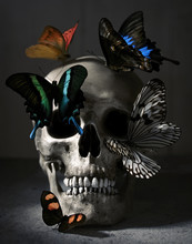 Skull With Butterflies